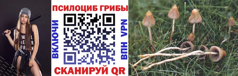 Галлюциногенные грибы GOLDEN TEACHER  блэк спрут рабочий сайт  Кольчугино  где купить наркотик 